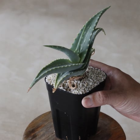 【tres】Aloe megalacantha (3号)  no.816/46