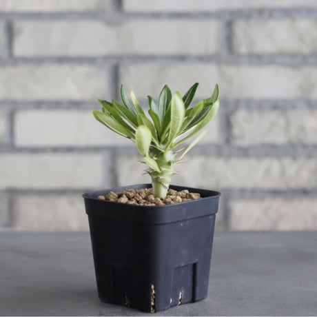 Pachypodium ambongense (3号鉢)  no.705/133