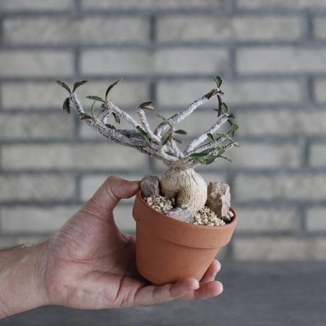 Euphorbia ambovombensis × YAMABACHI (3号)  no.906/28