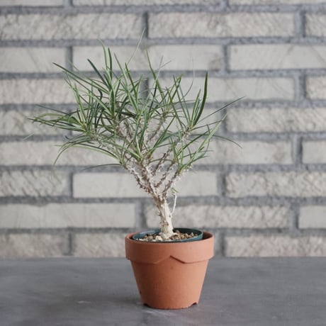 Euphorbia hyb. ワリンゴッド (2.5号) ＋YAMABACHI  no.830/10