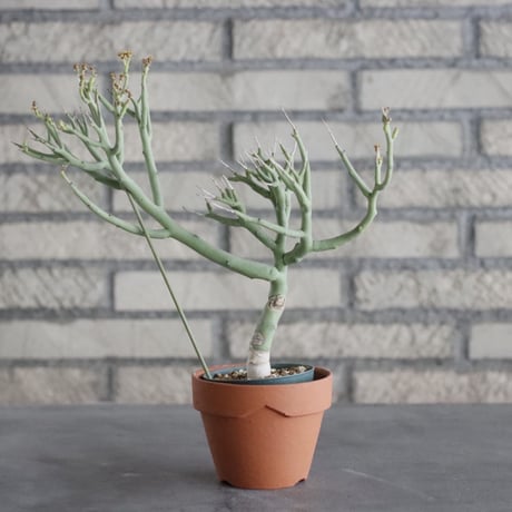 Euphorbia Lignosa (2.5号) ＋YAMABACHI  no.830/12