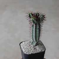 【tres】Euphorbia avasmontana (3号)  no.816/36.5