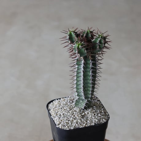 【tres】Euphorbia avasmontana (3号)  no.816/36.5