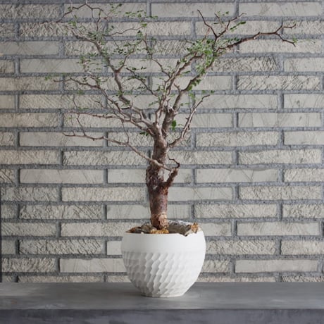 Commiphora monstrosa × N/OH (6号鉢)  no.712/1