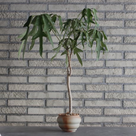 Schefflera actinophylla cv. Nova × TAKERO NO TORUKO (4号)  no.920/27