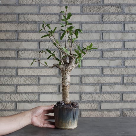 【芽の巣山】Commiphora lamii × 安西岳郎 / 中川智治 (4号)  no.823/2