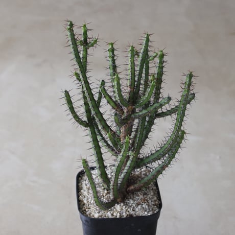 【tres】Euphorbia rubromarginata (4号)  no.816/43