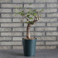 Commiphora orbicularis (4号)  no.719/136