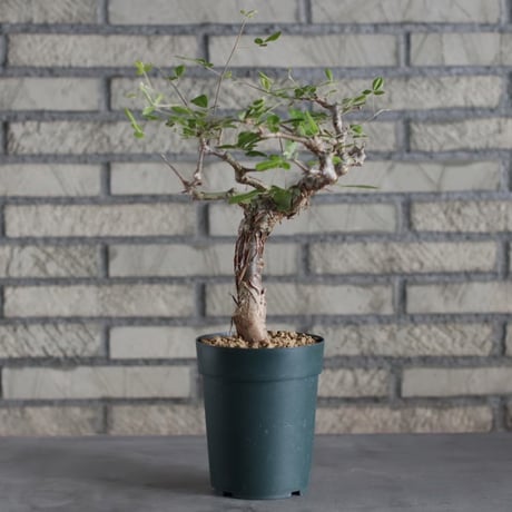 Commiphora orbicularis (4号)  no.719/136