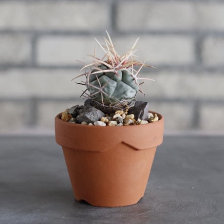 Thelocactus hexaedrophorus v. fossulatus (緋冠竜) × YAMABACHI (3号)  no.913/74