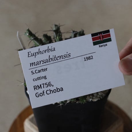 【tres】Euphorbia marsabitensis (3.5号)  no.816/32