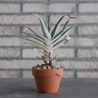Aloe lineata × YAMABACHI (3号)  no.913/63