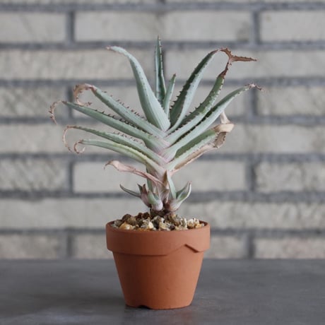 Aloe lineata × YAMABACHI (3号)  no.913/63