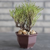 Crassula spp.aff lycopodioides (極姫若緑) × nos pot (3.5号)  no.927/73