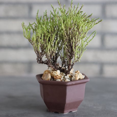 Crassula spp.aff lycopodioides (極姫若緑) × nos pot (3.5号)  no.927/73