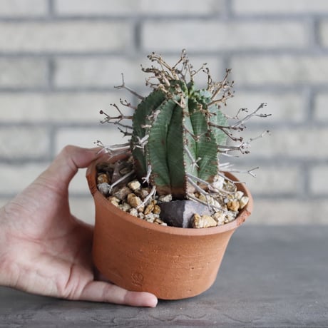 Euphorbia valida × N/OH(4.5号)  no.906/6