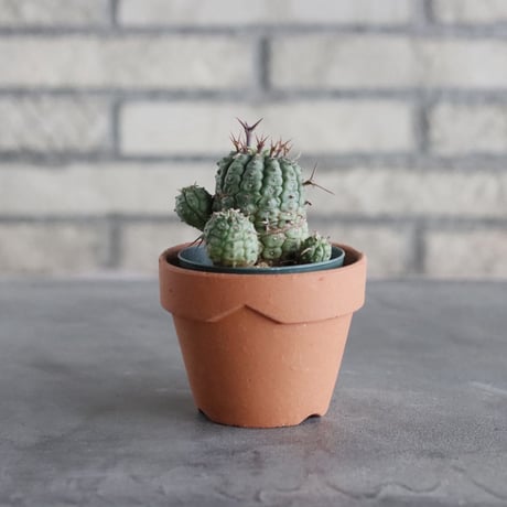 Euphorbia stellispina (2.5号) ＋YAMABACHI  no.830/24