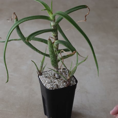 【tres】Aloe microdonta (3号)  no.816/40