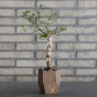 N/OH-TERRACOTTA MIX × Commiphora  simplicifolia (2.5号)  no.730/18