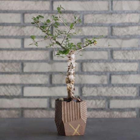 N/OH-TERRACOTTA MIX × Commiphora  simplicifolia (2.5号)  no.730/18