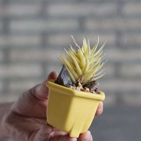 Haworthia 鼓笛錦 × nos pot (2.5号)  no.1004/137