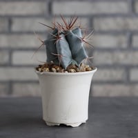 Echinocactus ingens (巌) × N/OH (3.5号)  no.920/17