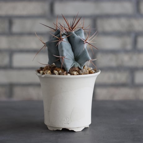 Echinocactus ingens (巌) × N/OH (3.5号)  no.920/17