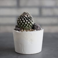 Copiapoa tenuissima × N/OH (3号)  no.920/24