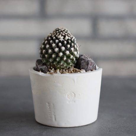 Copiapoa tenuissima × N/OH (3号)  no.920/24