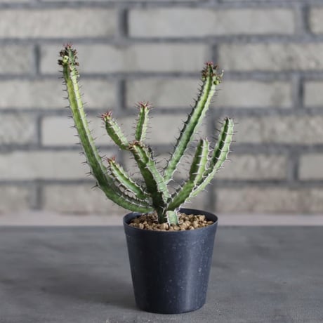 Euphorbia griseola (3号)  no.719/146