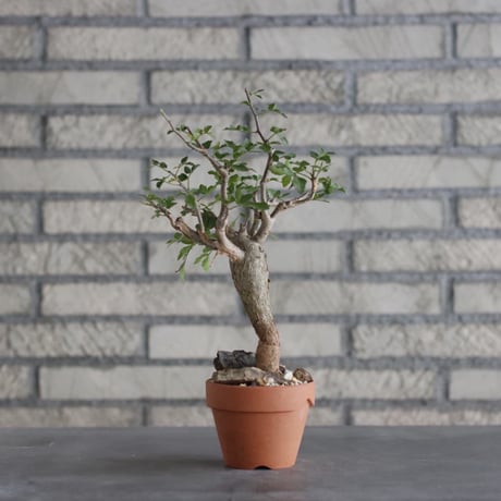 Bursera fagaroides × YAMABACHI (3号)  no.906/16