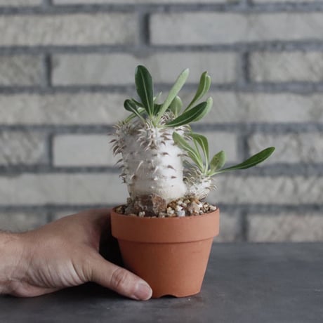 Pachypodium densiflorum × YAMABACHI(3号)  no.906/27