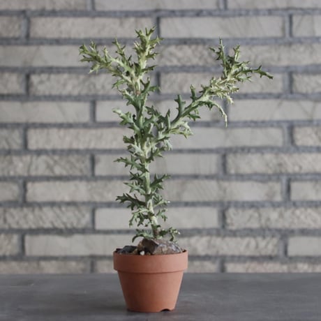 Euphorbia stenoclada × YAMABACHI (3号)  no.906/15