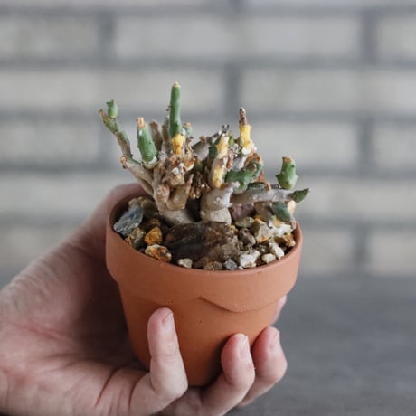 Euphorbia ornithopus (鳥足麒麟)  × YAMABACHI (3号) no.329/66