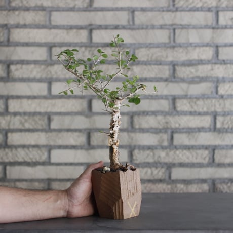 N/OH-TERRACOTTA MIX × Commiphora  simplicifolia (2.5号)  no.730/18