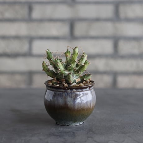 【The One】Euphorbia schizacantha × 安西岳郎 / 中川智治 (3号)  no.823/26