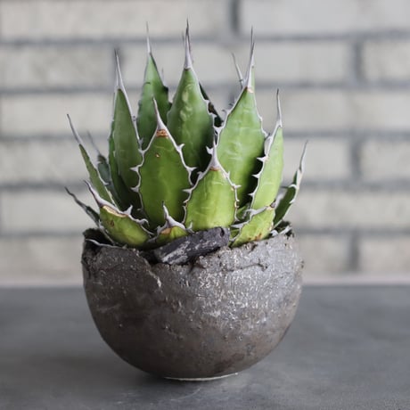 Agave horrida  × takero pot (4.5号)  no.712/22