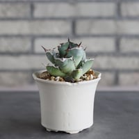 Agave titanota × N/OH (3.5号)  no.712/23