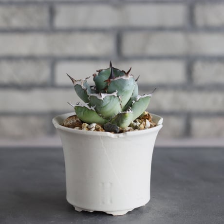 Agave titanota × N/OH (3.5号)  no.712/23