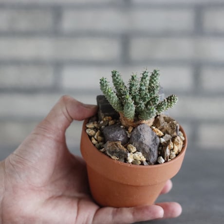 Euphorbia clavarioides × YAMABACHI (3号) no.927/67