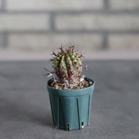 Euphorbia stellispina / 群星冠 (2号鉢)  no.719/171