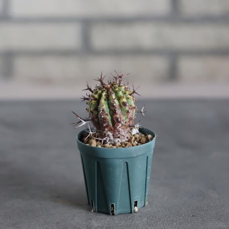 Euphorbia stellispina / 群星冠 (2号鉢)  no.719/171