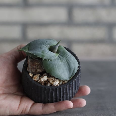 Agave  ”Papilio platanioides” × N/OH (3号)  no.920/47