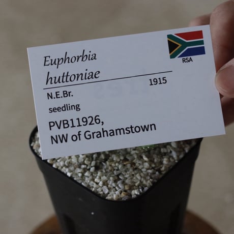 【tres】Euphorbia huttoniae (3号)  no.816/26
