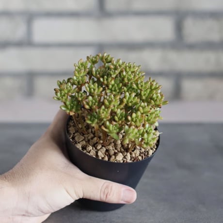 Aeonium sedifolium / 小人の祭 (3号鉢) no.719/165