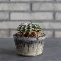 【TAKATAKA】Ariocarpus kotschoubeyanus (黒牡丹) × 安西岳郎 / 中川智治 (3.5号)  no.823/18