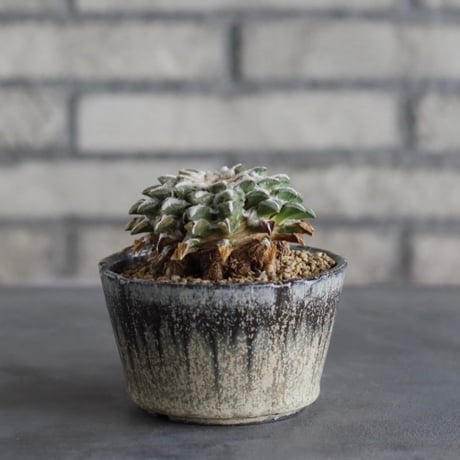 【TAKATAKA】Ariocarpus kotschoubeyanus (黒牡丹) × 安西岳郎 / 中川智治 (3.5号)  no.823/18