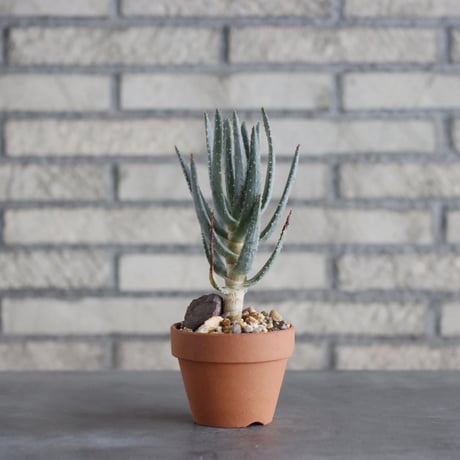 Aloe dichotoma × YAMABACHI (3号)  no.913/64