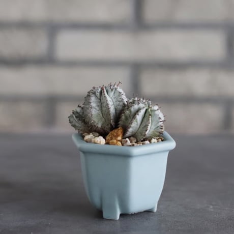 Euphorbia horrida × nos pot (2.5号) no.927/82