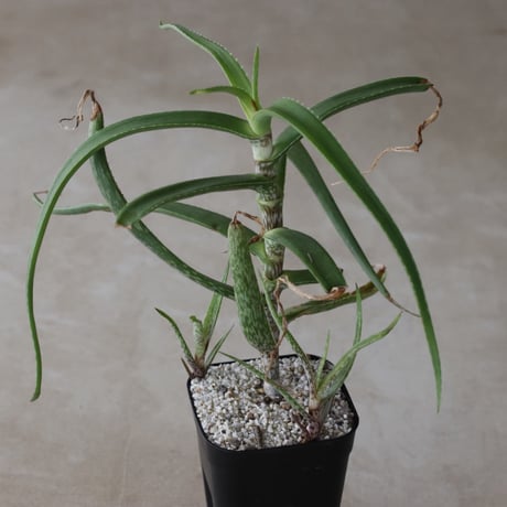【tres】Aloe microdonta (3号)  no.816/40